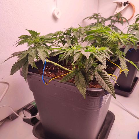 Dos Si Dos 33 #2 growlog timeline photo