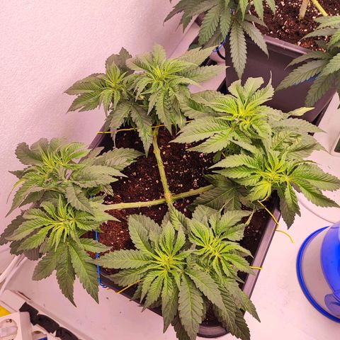 Dos Si Dos 33 #2 growlog timeline photo