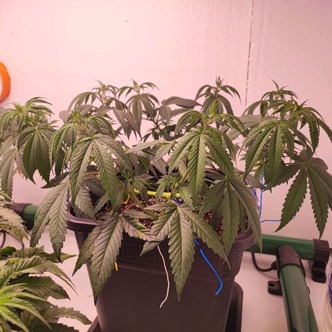 Gorilla Girl #1 growlog photo: Leggera defogliazione e legati tutti i rami singolarmente 