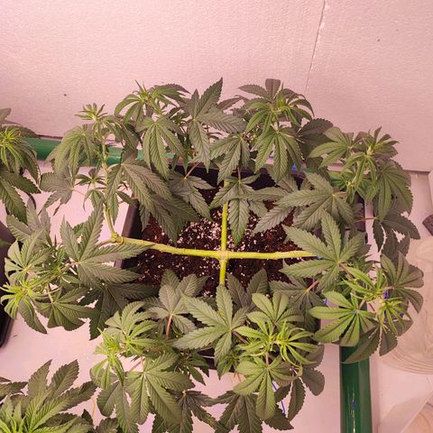 Gorilla Girl #1 growlog photo: Leggera defogliazione e legati tutti i rami singolarmente 