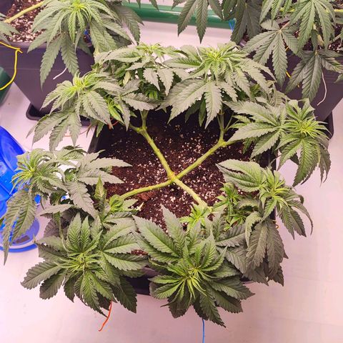 Dos Si Dos 33 #2 growlog photo: Leggera defogliazione e legati tutti i rami singolarmente 