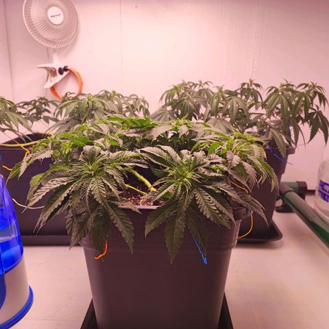 Dos Si Dos 33 #2 growlog photo: Leggera defogliazione e legati tutti i rami singolarmente 