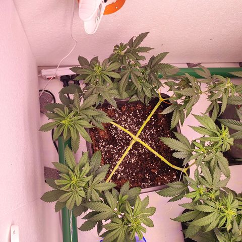 Sensi Purple Kush #1 growlog photo: Leggera defogliazione e legati tutti i rami singolarmente 