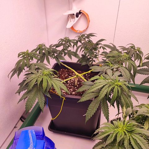 Sensi Purple Kush #1 growlog photo: Leggera defogliazione e legati tutti i rami singolarmente 