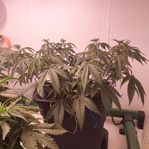 Gorilla Girl #1 growlog timeline photo