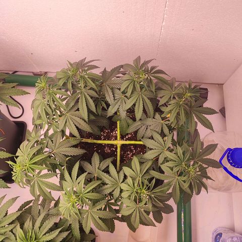Gorilla Girl #1 growlog timeline photo