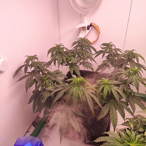 Sensi Purple Kush #1 growlog timeline photo