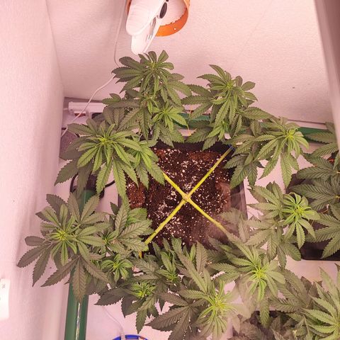 Sensi Purple Kush #1 growlog timeline photo