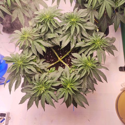 Dos Si Dos 33 #2 growlog timeline photo