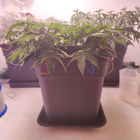 Dos Si Dos 33 #2 growlog timeline photo