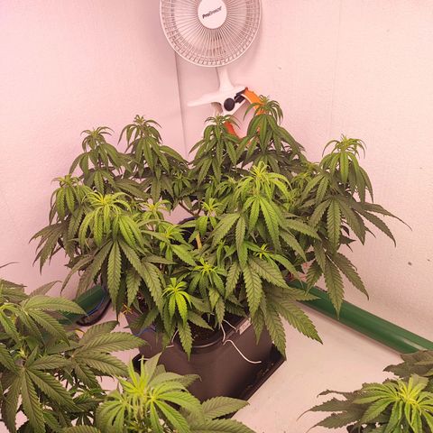 Sensi Purple Kush #1 growlog timeline photo