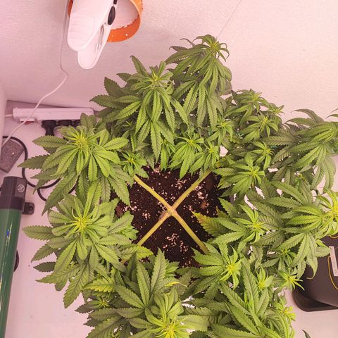 Sensi Purple Kush #1 growlog timeline photo