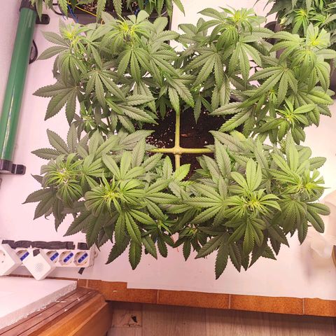 Gorilla Girl #1 growlog timeline photo