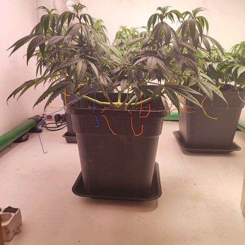 Gorilla Girl #1 growlog timeline photo