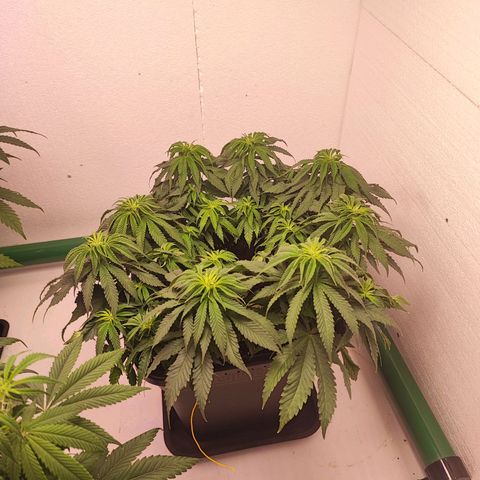 Dos Si Dos 33 #2 growlog timeline photo