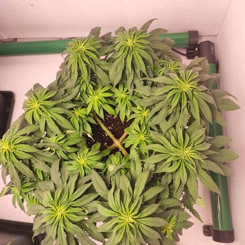 Dos Si Dos 33 #2 growlog timeline photo