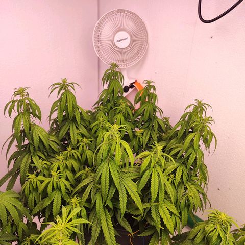 Sensi Purple Kush #1 growlog timeline photo