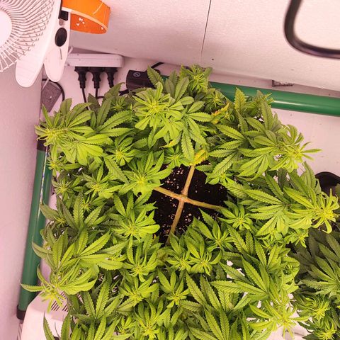 Sensi Purple Kush #1 growlog timeline photo