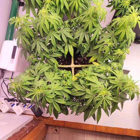 Gorilla Girl #1 growlog timeline photo