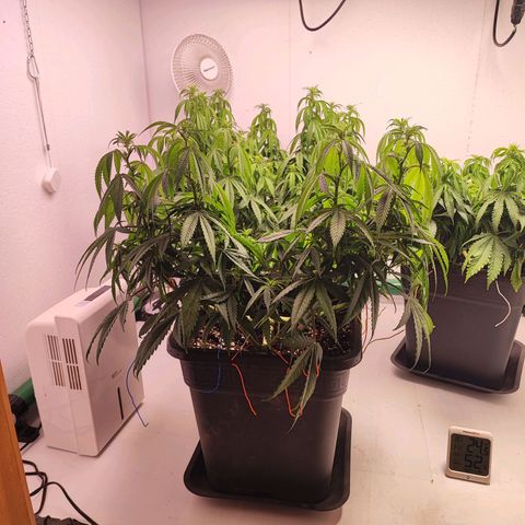 Gorilla Girl #1 growlog timeline photo