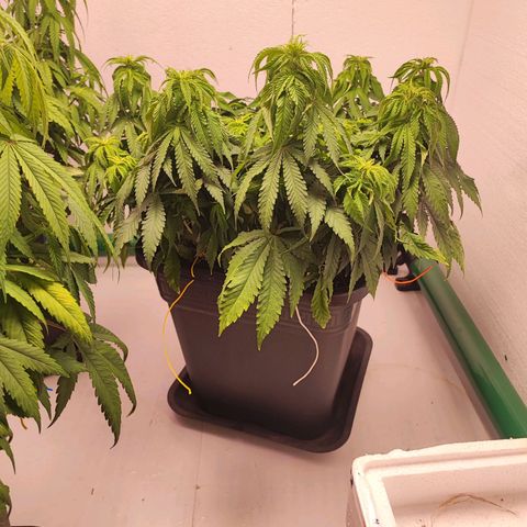 Dos Si Dos 33 #2 growlog timeline photo