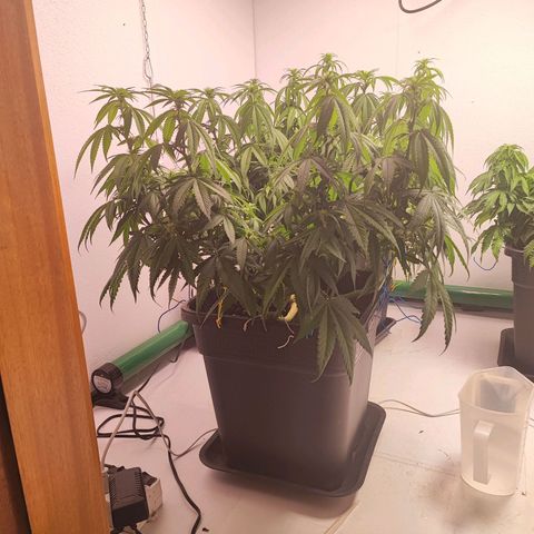 Gorilla Girl #1 growlog timeline photo