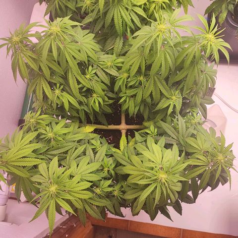 Gorilla Girl #1 growlog timeline photo