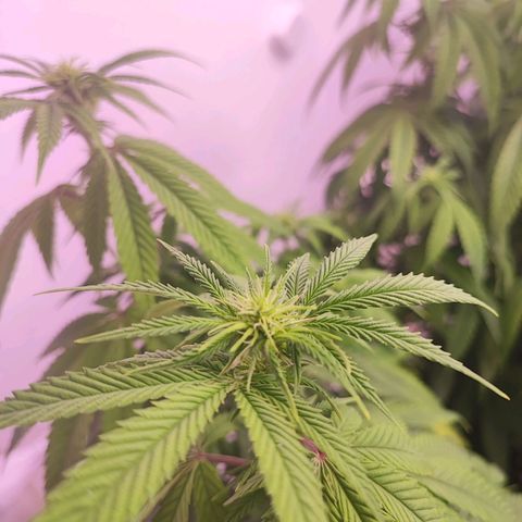 Gorilla Girl #1 growlog timeline photo