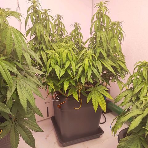 Sensi Purple Kush #1 growlog timeline photo