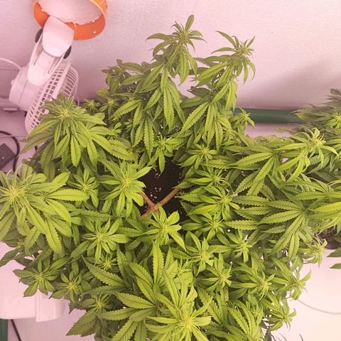 Sensi Purple Kush #1 growlog timeline photo
