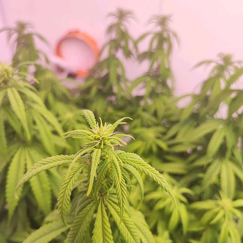 Sensi Purple Kush #1 growlog timeline photo