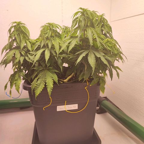 Dos Si Dos 33 #2 growlog timeline photo