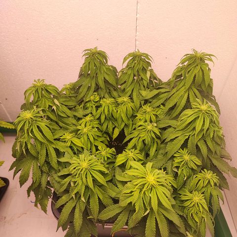 Dos Si Dos 33 #2 growlog timeline photo