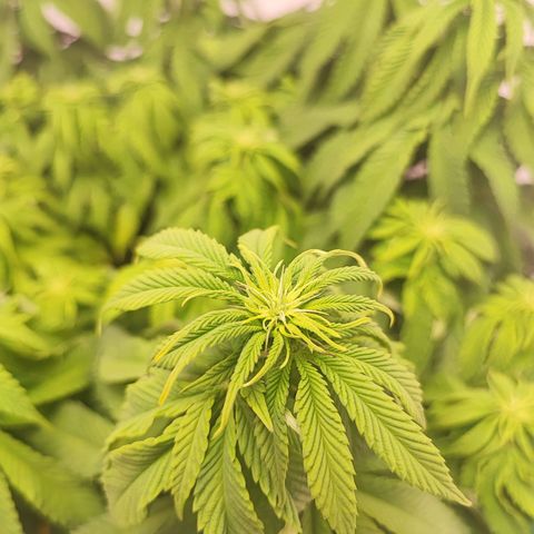 Dos Si Dos 33 #2 growlog timeline photo