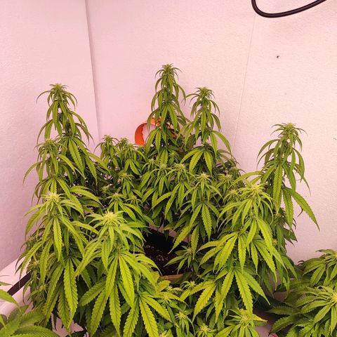 Sensi Purple Kush #1 growlog timeline photo