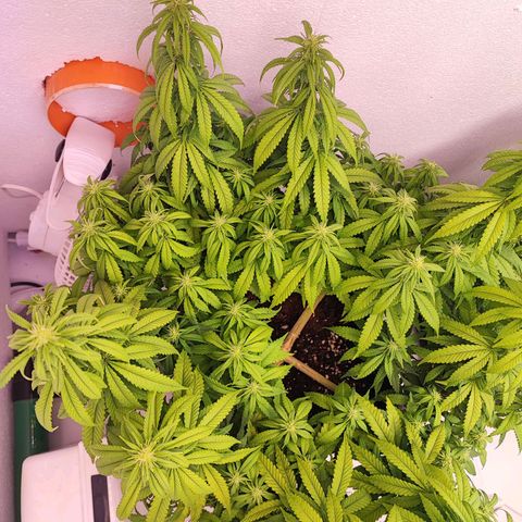 Sensi Purple Kush #1 growlog timeline photo