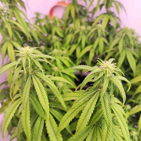 Sensi Purple Kush #1 growlog timeline photo