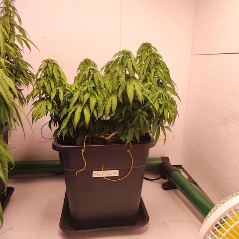 Dos Si Dos 33 #2 growlog timeline photo