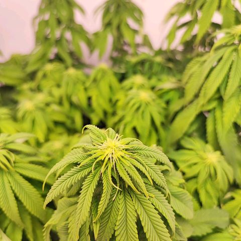 Dos Si Dos 33 #2 growlog timeline photo