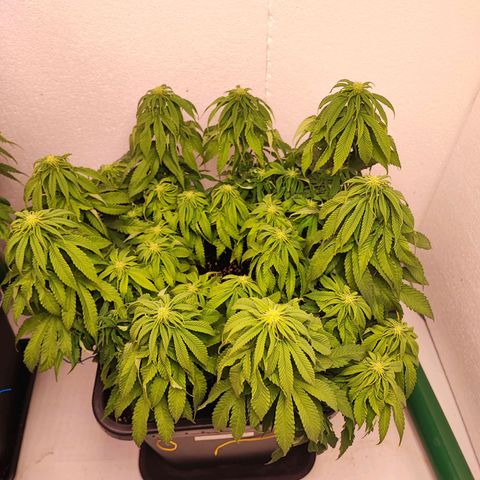 Dos Si Dos 33 #2 growlog timeline photo