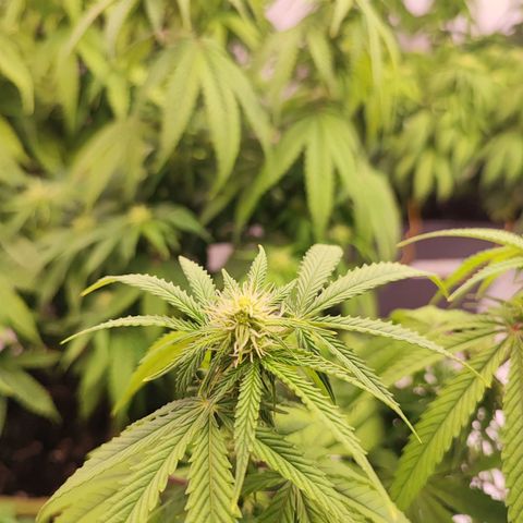 Gorilla Girl #1 growlog timeline photo