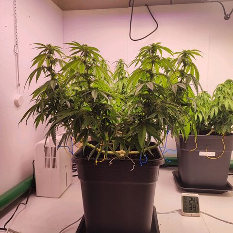 Gorilla Girl #1 growlog timeline photo
