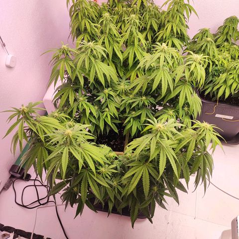 Gorilla Girl #1 growlog timeline photo