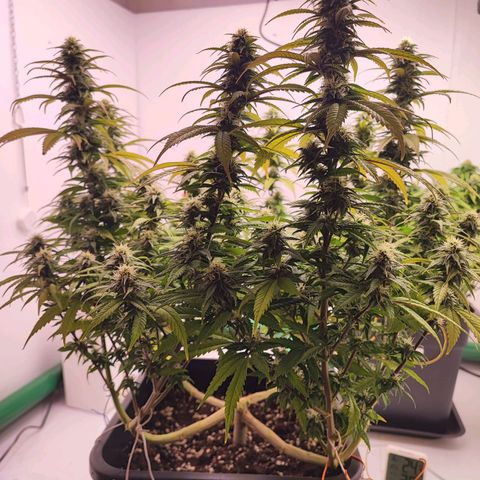 Sensi Purple Kush #1 growlog timeline photo