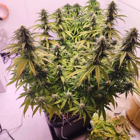 Sensi Purple Kush #1 growlog timeline photo