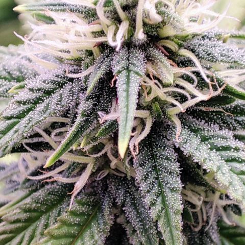 Sensi Purple Kush #1 growlog timeline photo