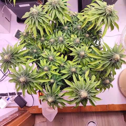 Dos Si Dos 33 #2 growlog timeline photo