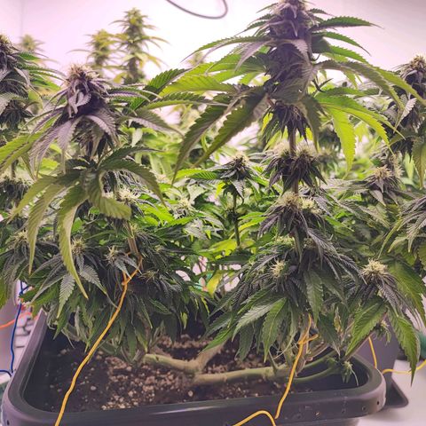 Dos Si Dos 33 #2 growlog timeline photo