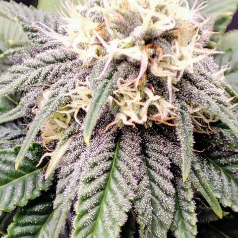 Dos Si Dos 33 #2 growlog timeline photo