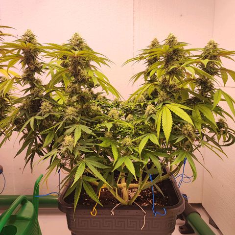 Gorilla Girl #1 growlog timeline photo